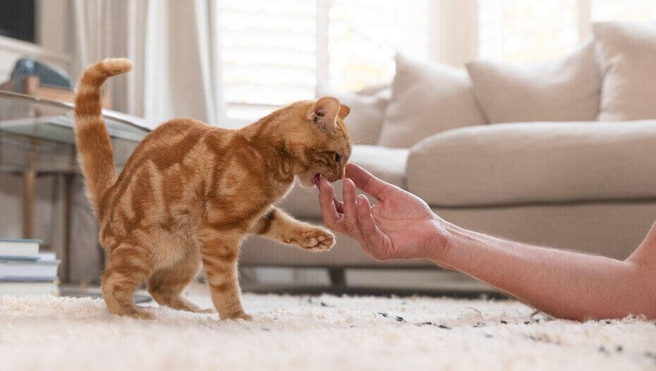 Cat Hairballs What You Should Know1 Ginger cat playing with owner