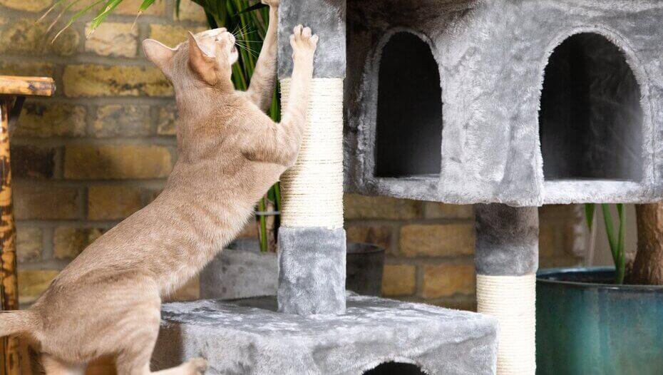 Finding the Right Scratching Post For Your Cat 1 Cat at home with scratching post