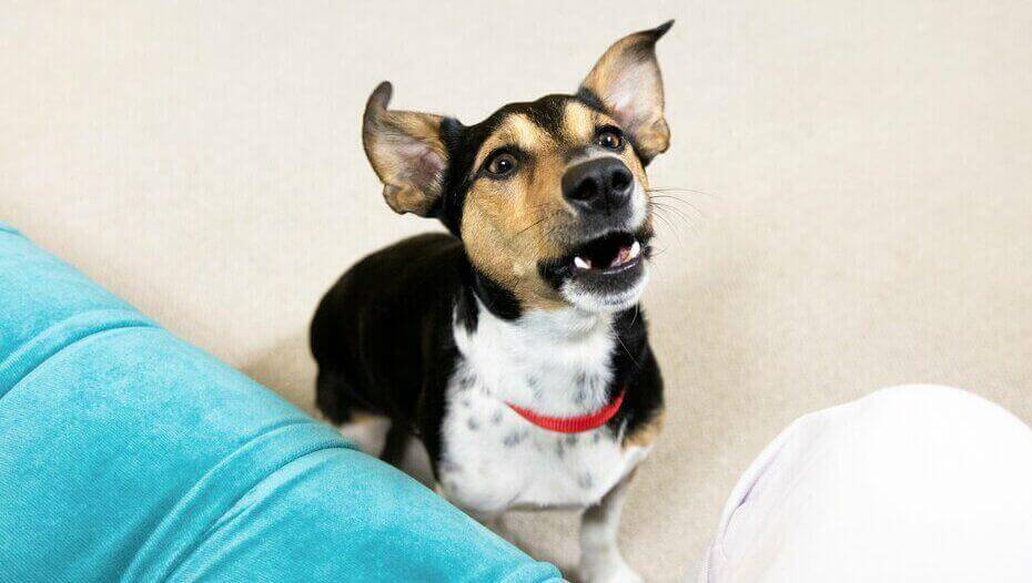 Gum Disease in Dogs 1 Jack Russell Terrier with red collar and mouth open