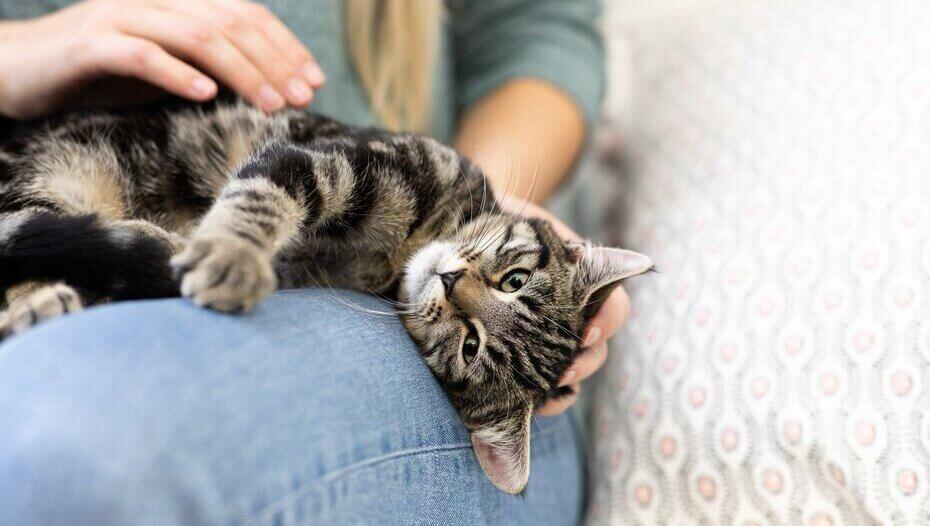 Dark furred cat relaxing on it's owners lap Dark furred cat relaxing on it's owners lap
