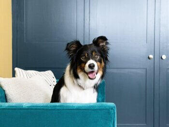 Dog panting on sofa Dog panting on sofa