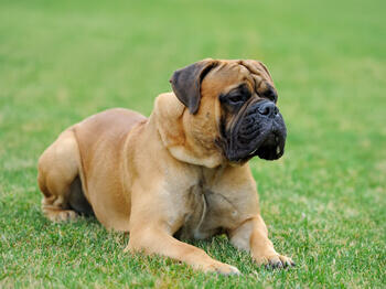 Bull dog on grass Bull dog on grass