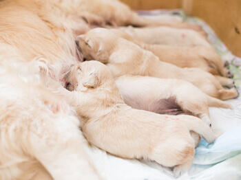 Puppies feeding Puppies feeding