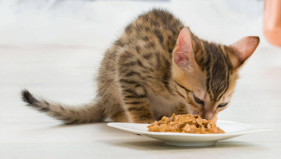 Wet or dry cat food 1 Cat eating from a bowl