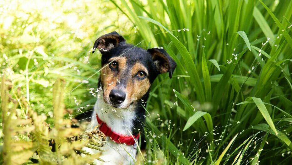 Why Do Dogs Eat Grass and Dirt 1 Jack Russell in the long grass with a red collar