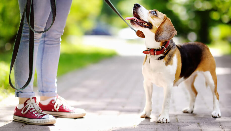 Why are dogs so loyal 1 Beagle on a leash looking at owner in a park