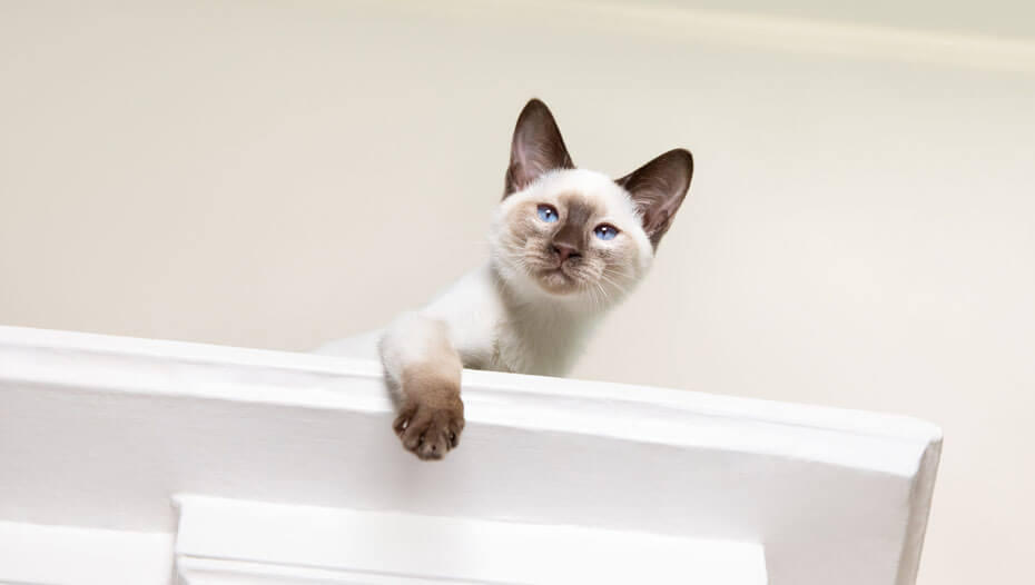 cat peeking out from on top of a wardrobe cat peeking out from on top of a wardrobe