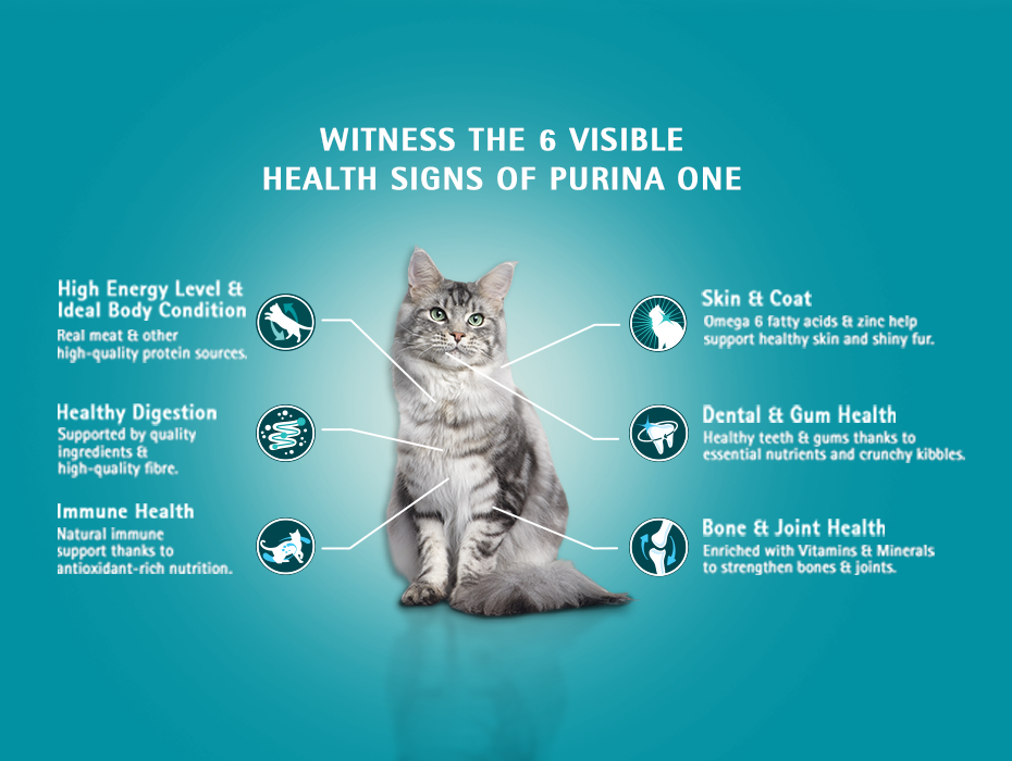930x700 Purina Mobile Image 6 Visible Health Signs of PURINA ONE® product benefits with Maine Coon Cat
