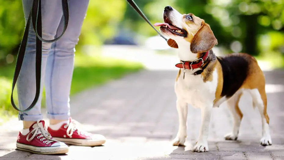 What Is Dog Target Training & How Do You Do It1 Jack Russell Terrier on lead looking up at owner