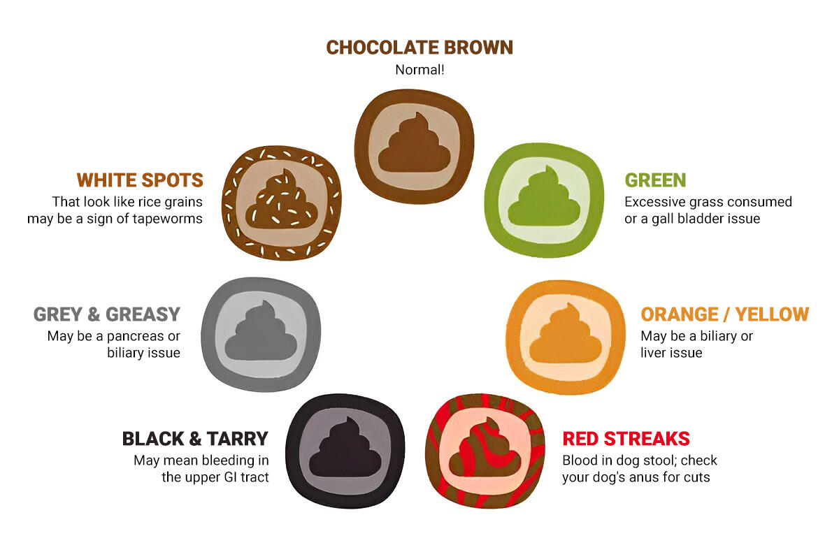 All about dog poop 3 Dog poop colour wheel
