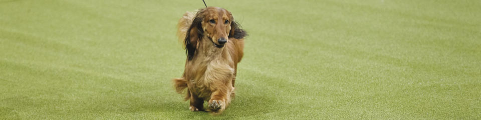 WKC2019-Burns-hound-group-1200x300 WKC2019-Burns-hound-group