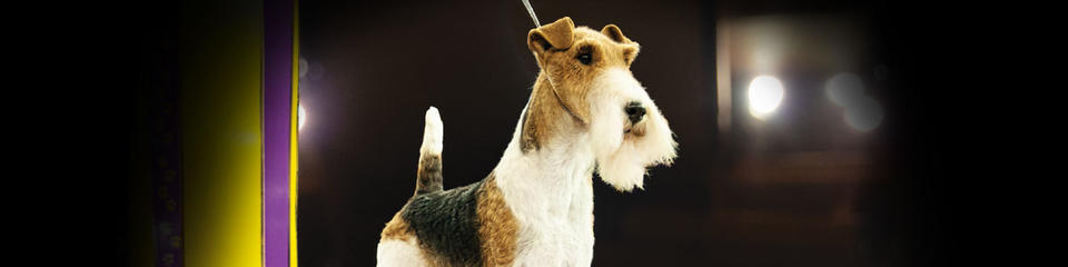 WKC2019-King-terrier-group-1200x300 WKC2019-King-terrier-group