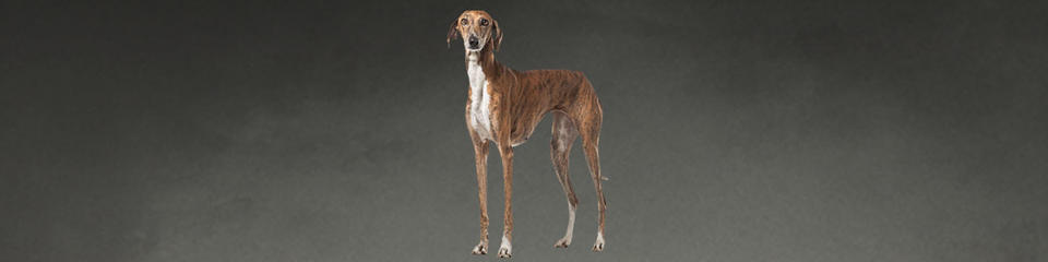 WKC2020-new-breed-Azawakh-1200x300 WKC2020-new-breed-Azawakh