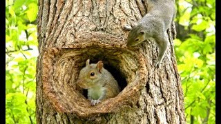 Squirrel peek a boo