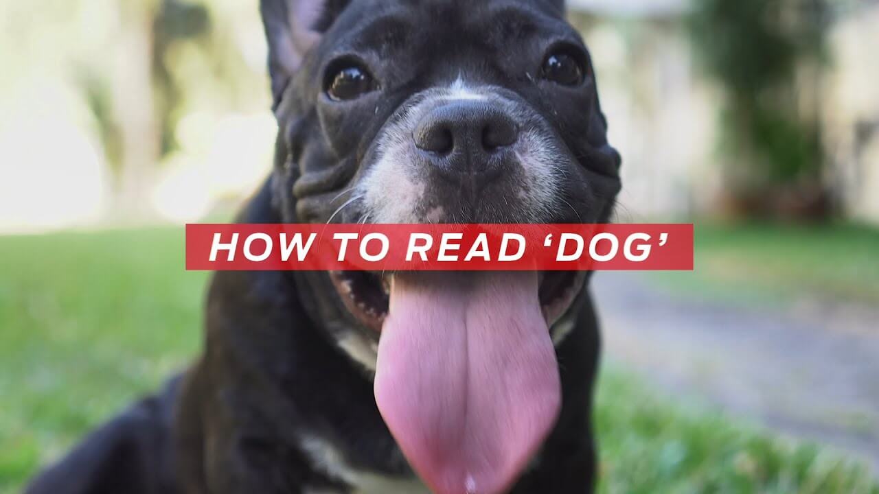 How to read 'Dog' | All About Pets, from Purina